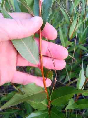 Shining willow(Salix lucida)