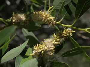 Yellow willow(Salix lutea)