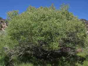 Yellow willow(Salix lutea)