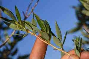 Yellow willow(Salix lutea)