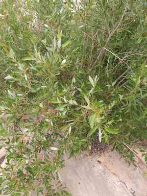 Yellow willow(Salix lutea)