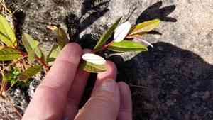 Bayberry willow(Salix myricoides)