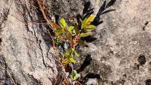 Bayberry willow(Salix myricoides)