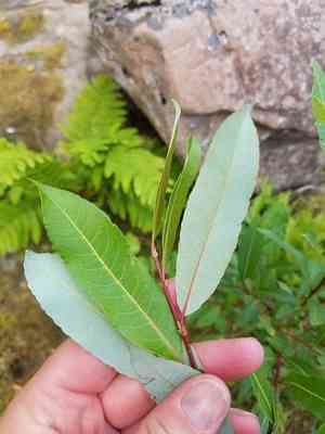 Bayberry willow(Salix myricoides)