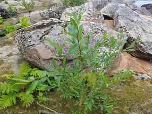 Bayberry willow(Salix myricoides)