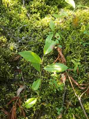 Myrtle-leaf willow(Salix myrtillifolia)
