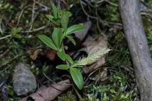 Myrtle-leaf willow(Salix myrtillifolia)