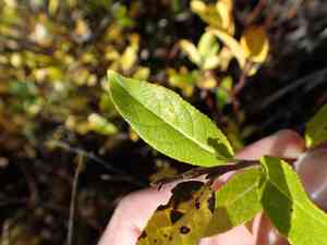 Myrtle-leaf willow(Salix myrtillifolia)
