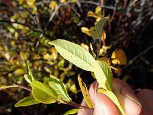 Myrtle-leaf willow(Salix myrtillifolia)