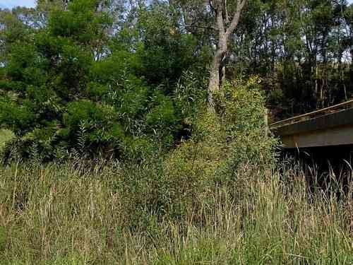 Black willow(Salix nigra)