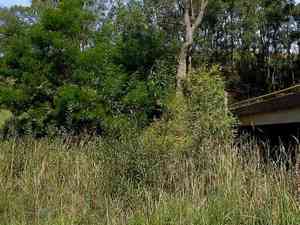 Black willow(Salix nigra)