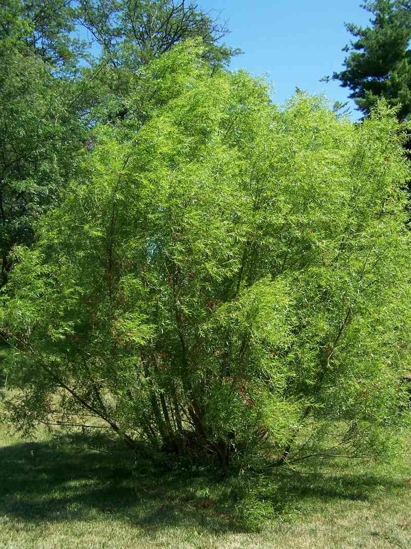Black willow(Salix nigra)