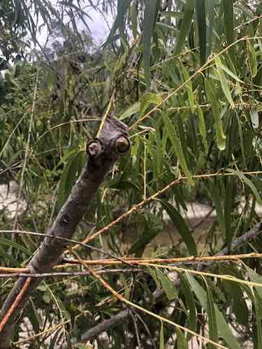 Black willow(Salix nigra)