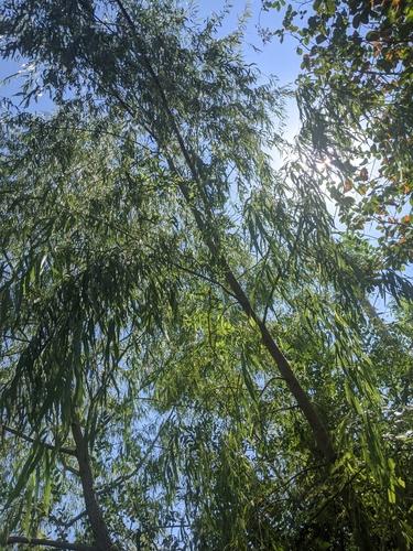 Black willow(Salix nigra)