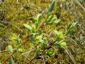 Bog willow(Salix pedicellaris)