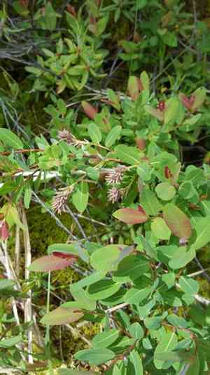 Bog willow(Salix pedicellaris)