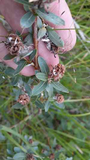 Bog willow(Salix pedicellaris)