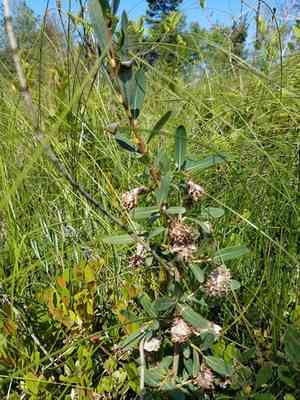 Bog willow(Salix pedicellaris)