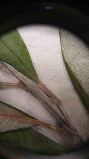 Satiny willow(Salix pellita)