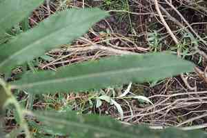 Satiny willow(Salix pellita)