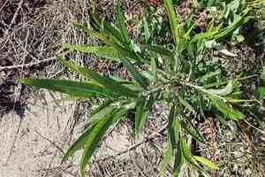 Satiny willow(Salix pellita)