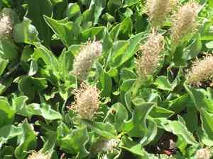 Alpine willow(Salix petrophila)