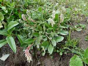 Alpine willow(Salix petrophila)