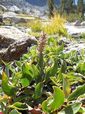Alpine willow(Salix petrophila)
