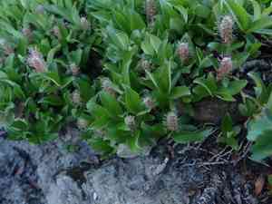 Alpine willow(Salix petrophila)