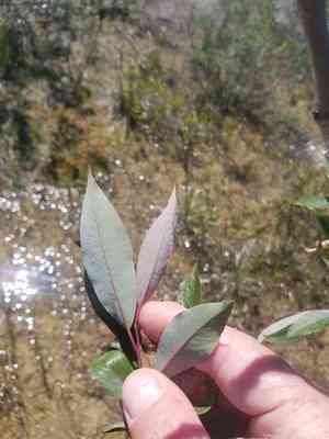 Mackenzie's willow(Salix prolixa)