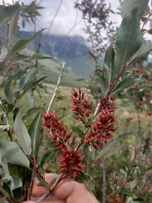Mackenzie's willow(Salix prolixa)