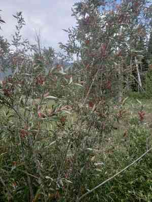 Mackenzie's willow(Salix prolixa)