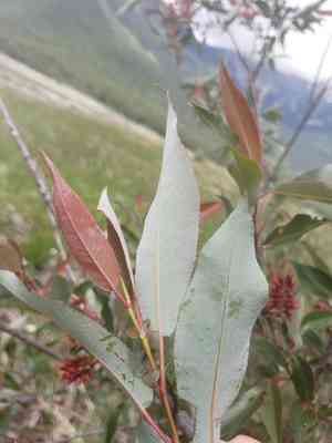 Mackenzie's willow(Salix prolixa)