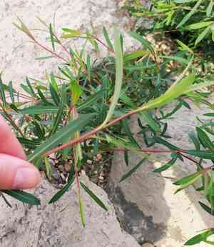 Purple willow(Salix purpurea)