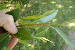 Purple willow(Salix purpurea)