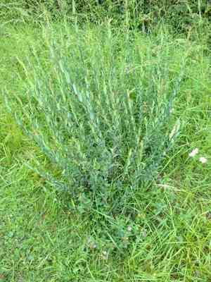 Purple willow(Salix purpurea)