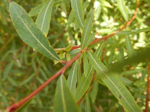 Purple willow