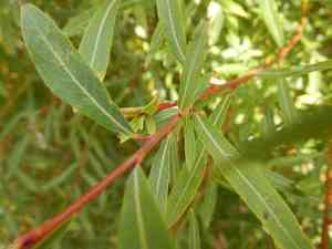 Purple willow(Salix purpurea)