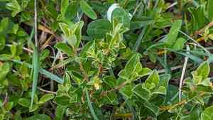 Creeping willow(Salix repens)