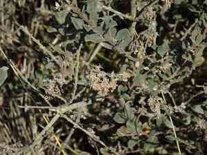 Creeping willow(Salix repens)