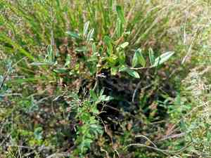 Creeping willow(Salix repens)