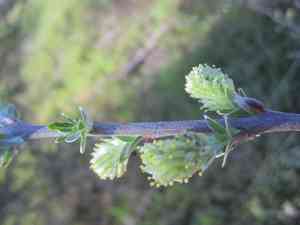 Creeping willow(Salix repens)