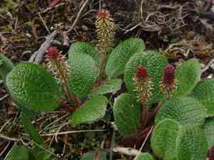 Netleaf willow(Salix reticulata)