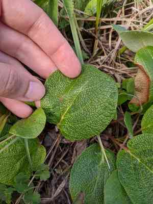Netleaf willow(Salix reticulata)