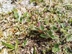 Netleaf willow(Salix reticulata)