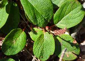 Netleaf willow(Salix reticulata)