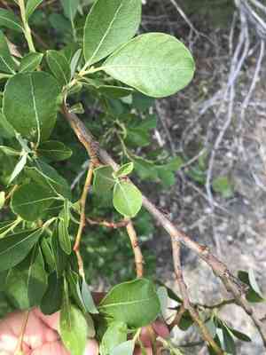 Scouler Willow(Salix scouleriana)