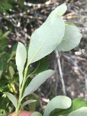 Scouler Willow(Salix scouleriana)