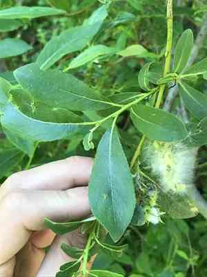 Scouler Willow(Salix scouleriana)