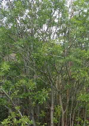 Scouler Willow(Salix scouleriana)
